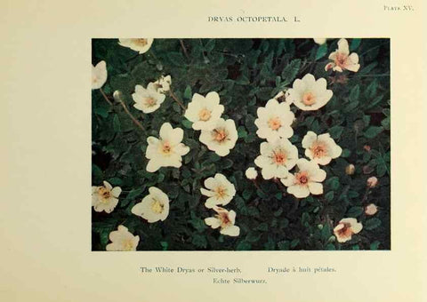 Reproducción/Reproduction 48592221311: Summer flowers of the high Alps /. London :Dent ;1910.. 