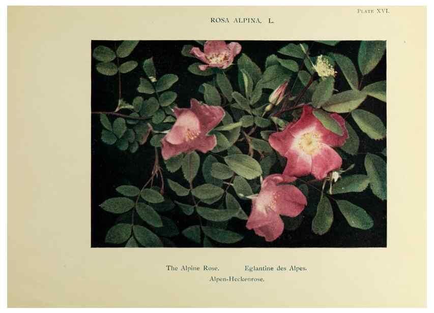 Reproducción/Reproduction 48592221806: Summer flowers of the high Alps /. London :Dent ;1910.. 
