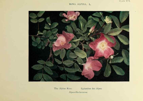 Reproducción/Reproduction 48592221806: Summer flowers of the high Alps /. London :Dent ;1910.. 