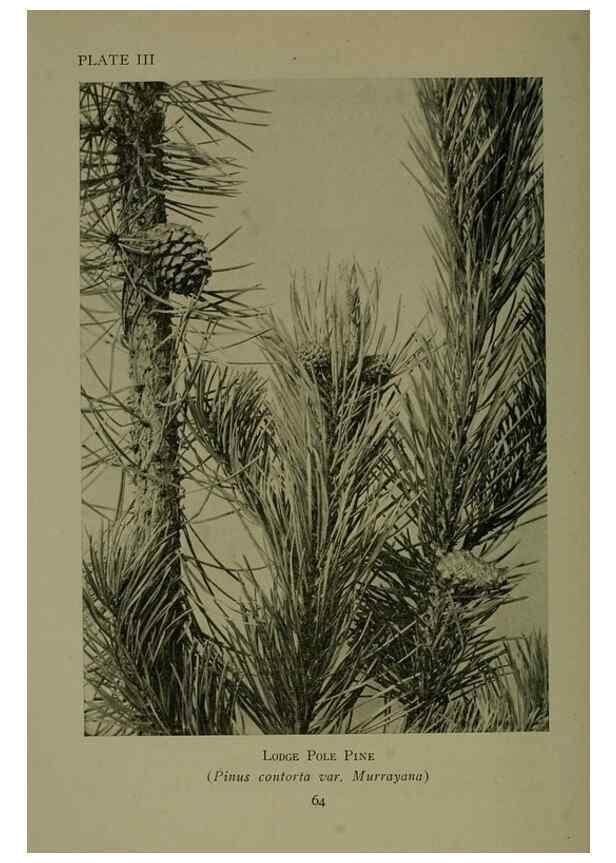 Reproducción/Reproduction 48593968887: Wild flowers of the North American mountains /. New York :R.M. McBride,1915.. 
