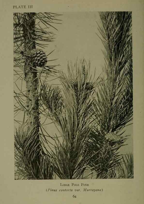 Reproducción/Reproduction 48593968887: Wild flowers of the North American mountains /. New York :R.M. McBride,1915.. 
