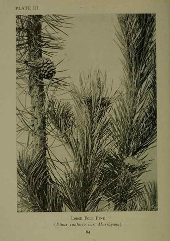 Reproducción/Reproduction 48593968887: Wild flowers of the North American mountains /. New York :R.M. McBride,1915.. 