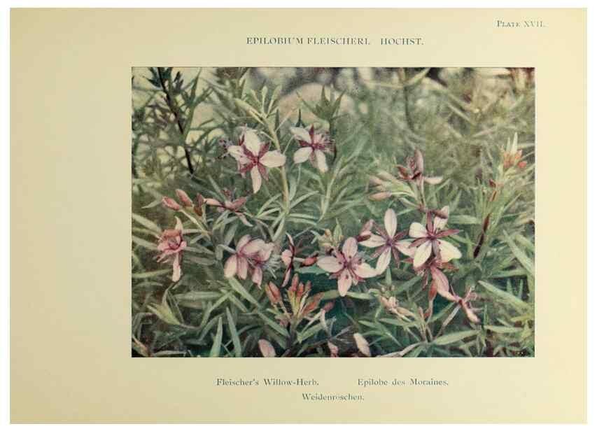 Reproducción/Reproduction 48592222216: Summer flowers of the high Alps /. London :Dent ;1910.. 