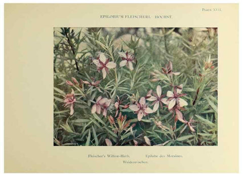 Reproducción/Reproduction 48592222216: Summer flowers of the high Alps /. London :Dent ;1910.. 