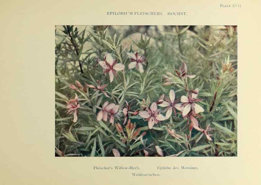 Reproducción/Reproduction 48592222216: Summer flowers of the high Alps /. London :Dent ;1910.. 