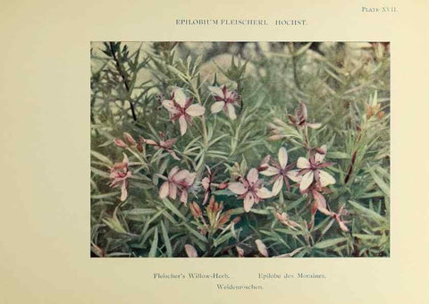Reproducción/Reproduction 48592222216: Summer flowers of the high Alps /. London :Dent ;1910.. 
