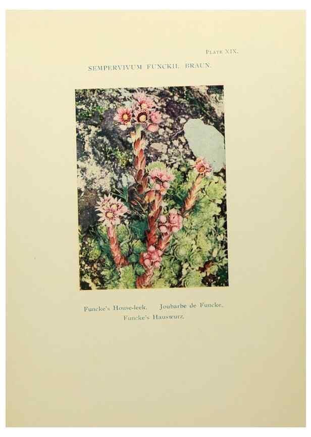 Reproducción/Reproduction 48592362377: Summer flowers of the high Alps /. London :Dent ;1910.. 