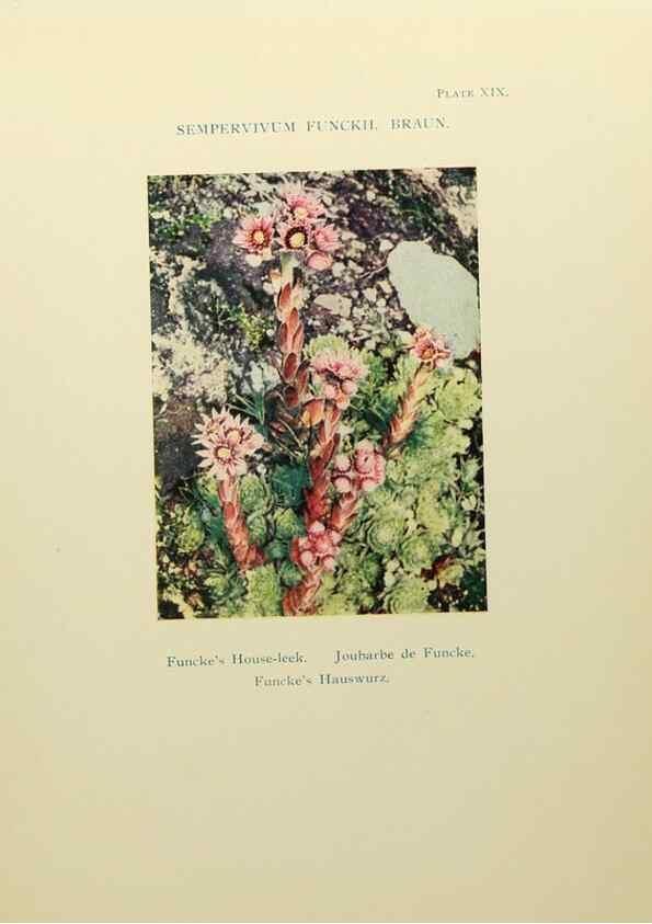 Reproducción/Reproduction 48592362377: Summer flowers of the high Alps /. London :Dent ;1910.. 