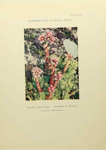 Reproducción/Reproduction 48592362377: Summer flowers of the high Alps /. London :Dent ;1910.. 
