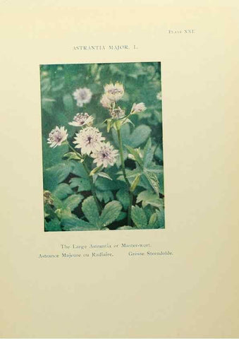 Reproducción/Reproduction 48592363162: Summer flowers of the high Alps /. London :Dent ;1910.. 