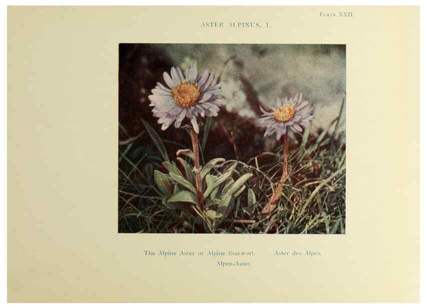 Reproducción/Reproduction 48592224486: Summer flowers of the high Alps /. London :Dent ;1910.. 