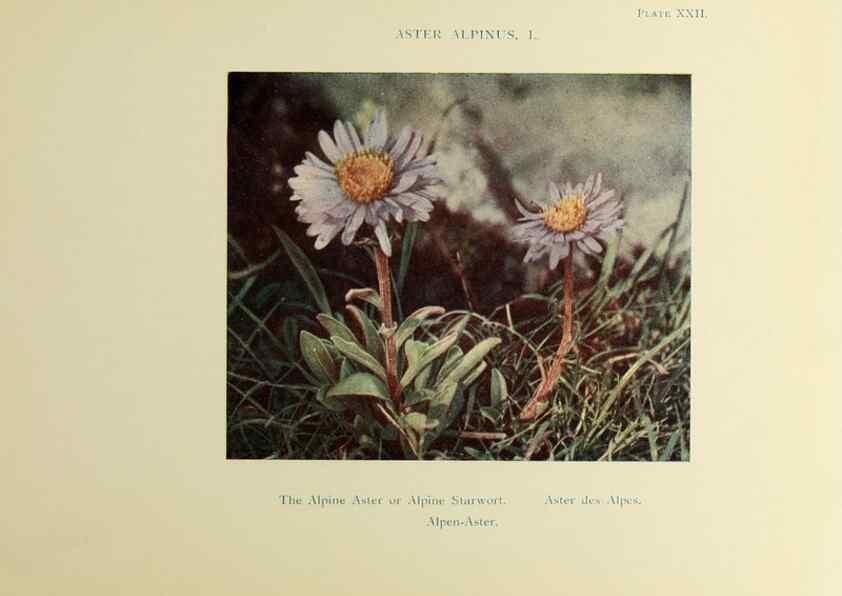 Reproducción/Reproduction 48592224486: Summer flowers of the high Alps /. London :Dent ;1910.. 