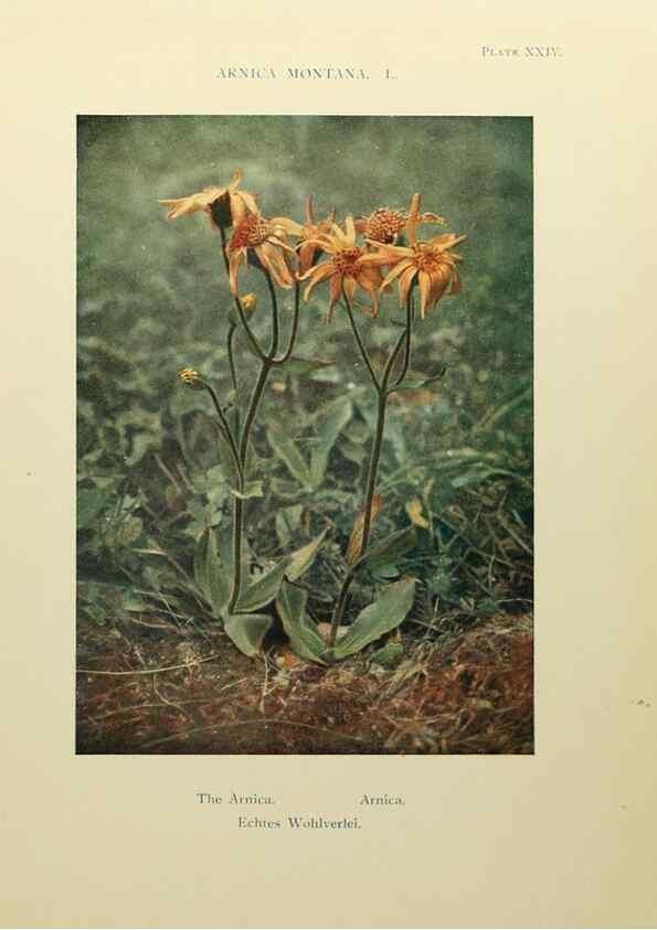 Reproducción/Reproduction 48592364552: Summer flowers of the high Alps /. London :Dent ;1910.. 