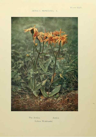 Reproducción/Reproduction 48592364552: Summer flowers of the high Alps /. London :Dent ;1910.. 