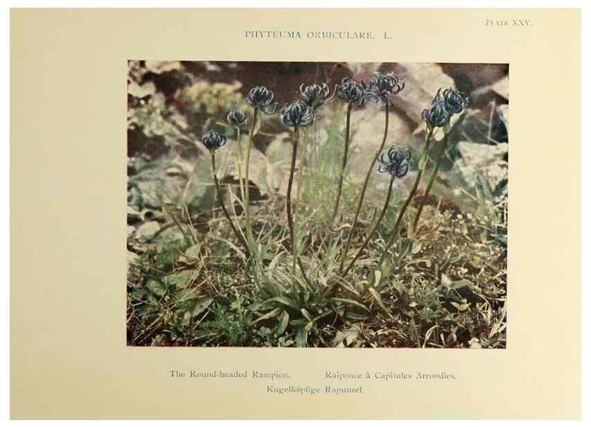 Reproducción/Reproduction 48592226206: Summer flowers of the high Alps /. London :Dent ;1910.. 