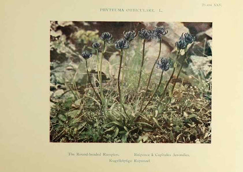 Reproducción/Reproduction 48592226206: Summer flowers of the high Alps /. London :Dent ;1910.. 
