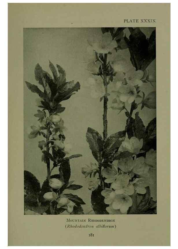 Reproducción/Reproduction 48593988677: Wild flowers of the North American mountains /. New York :R.M. McBride,1915.. 