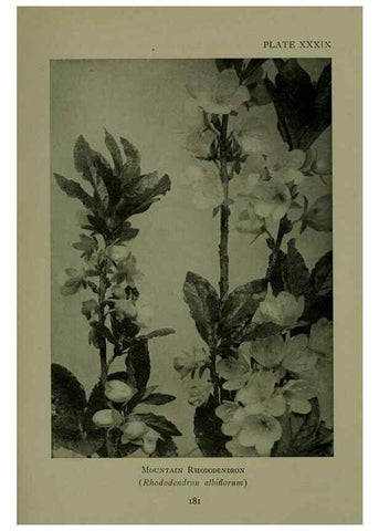 Reproducción/Reproduction 48593988677: Wild flowers of the North American mountains /. New York :R.M. McBride,1915.. 