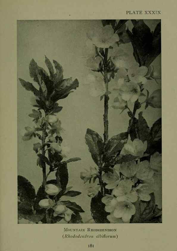 Reproducción/Reproduction 48593988677: Wild flowers of the North American mountains /. New York :R.M. McBride,1915.. 