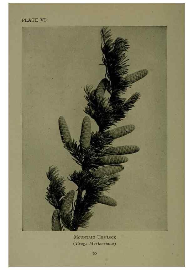 Reproducción/Reproduction 48593970032: Wild flowers of the North American mountains /. New York :R.M. McBride,1915.. 