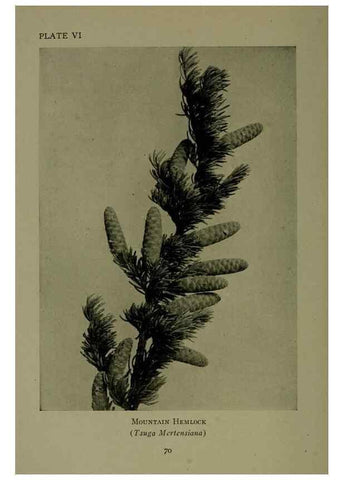 Reproducción/Reproduction 48593970032: Wild flowers of the North American mountains /. New York :R.M. McBride,1915.. 