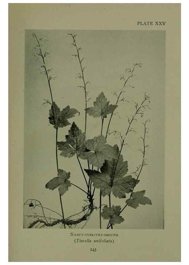 Reproducción/Reproduction 48593980192: Wild flowers of the North American mountains /. New York :R.M. McBride,1915.. 