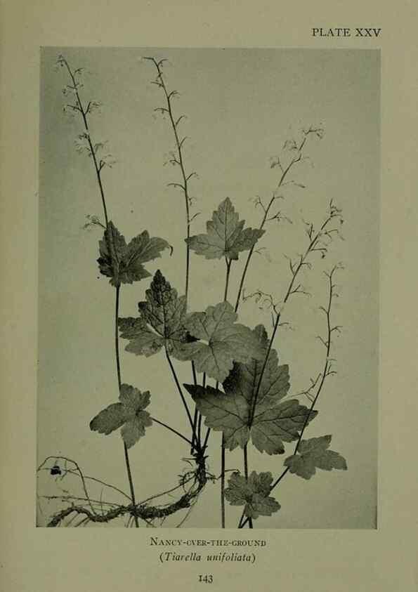 Reproducción/Reproduction 48593980192: Wild flowers of the North American mountains /. New York :R.M. McBride,1915.. 