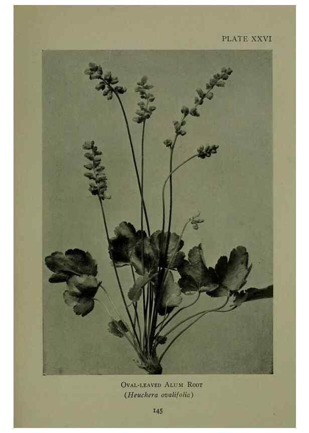Reproducción/Reproduction 48593839761: Wild flowers of the North American mountains /. New York :R.M. McBride,1915.. 