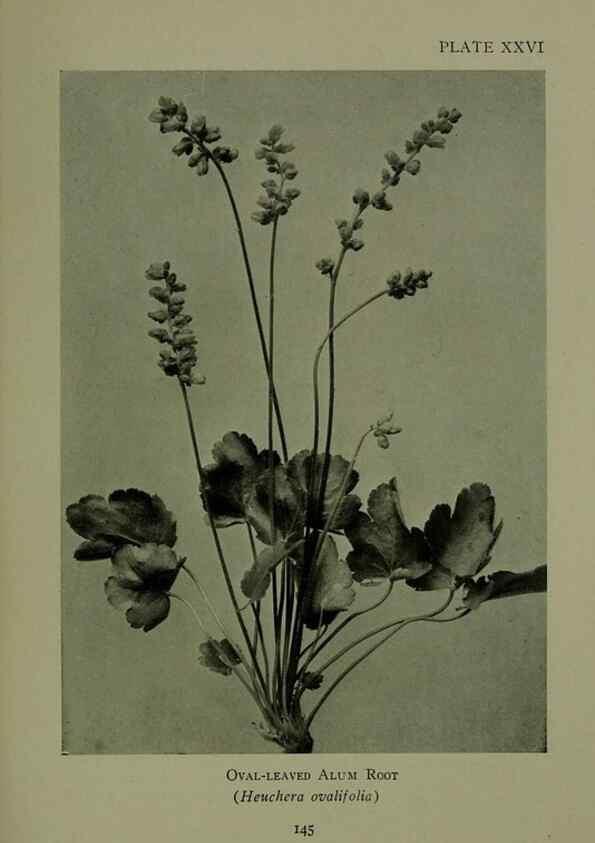 Reproducción/Reproduction 48593839761: Wild flowers of the North American mountains /. New York :R.M. McBride,1915.. 