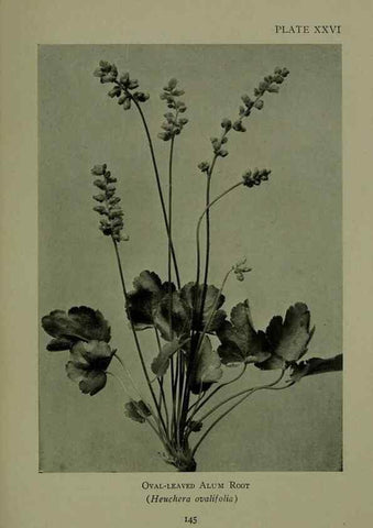 Reproducción/Reproduction 48593839761: Wild flowers of the North American mountains /. New York :R.M. McBride,1915.. 