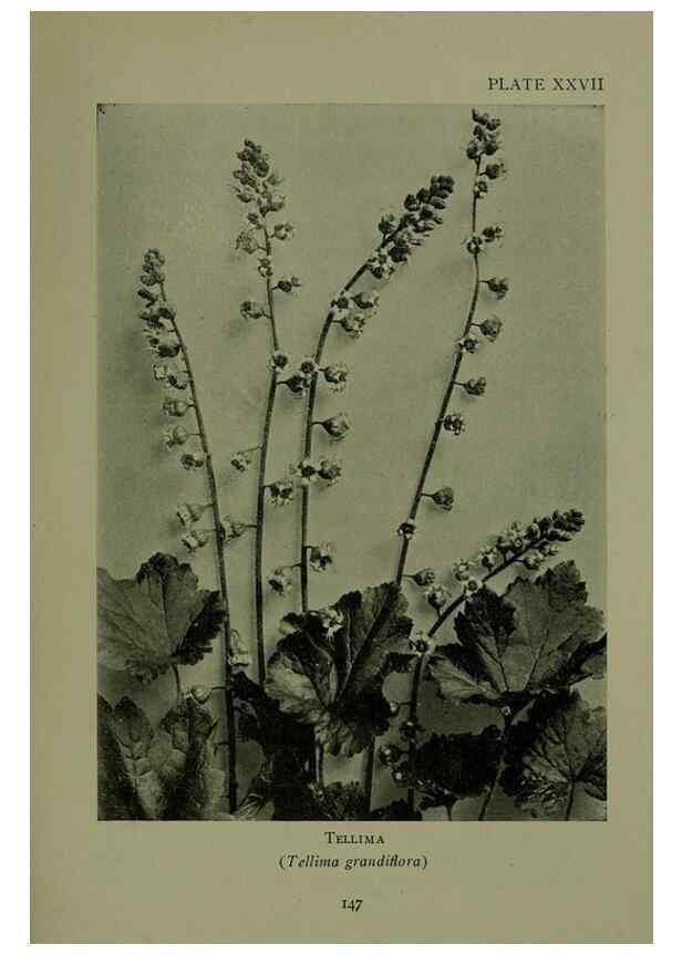 Reproducción/Reproduction 48593840241: Wild flowers of the North American mountains /. New York :R.M. McBride,1915.. 