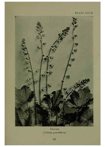Reproducción/Reproduction 48593840241: Wild flowers of the North American mountains /. New York :R.M. McBride,1915.. 