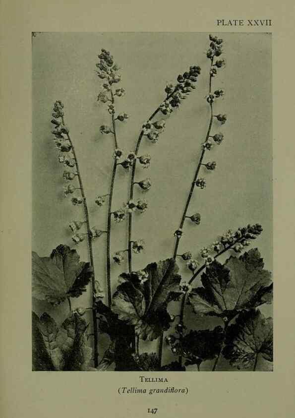 Reproducción/Reproduction 48593840241: Wild flowers of the North American mountains /. New York :R.M. McBride,1915.. 