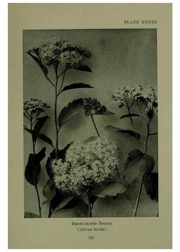 Reproducción/Reproduction 48593981752: Wild flowers of the North American mountains /. New York :R.M. McBride,1915.. 