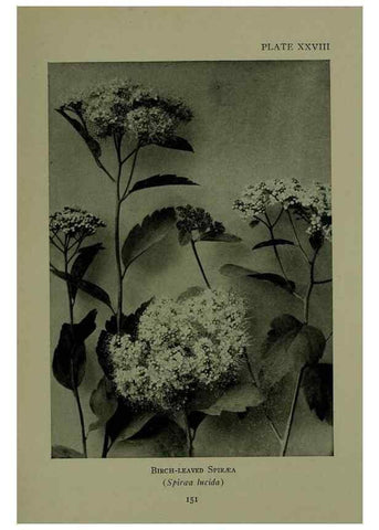 Reproducción/Reproduction 48593981752: Wild flowers of the North American mountains /. New York :R.M. McBride,1915.. 