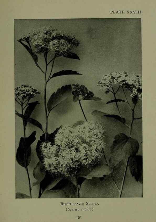 Reproducción/Reproduction 48593981752: Wild flowers of the North American mountains /. New York :R.M. McBride,1915.. 