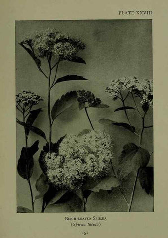 Reproducción/Reproduction 48593981752: Wild flowers of the North American mountains /. New York :R.M. McBride,1915.. 