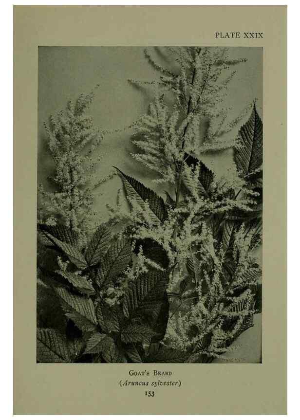 Reproducción/Reproduction 48593841206: Wild flowers of the North American mountains /. New York :R.M. McBride,1915.. 