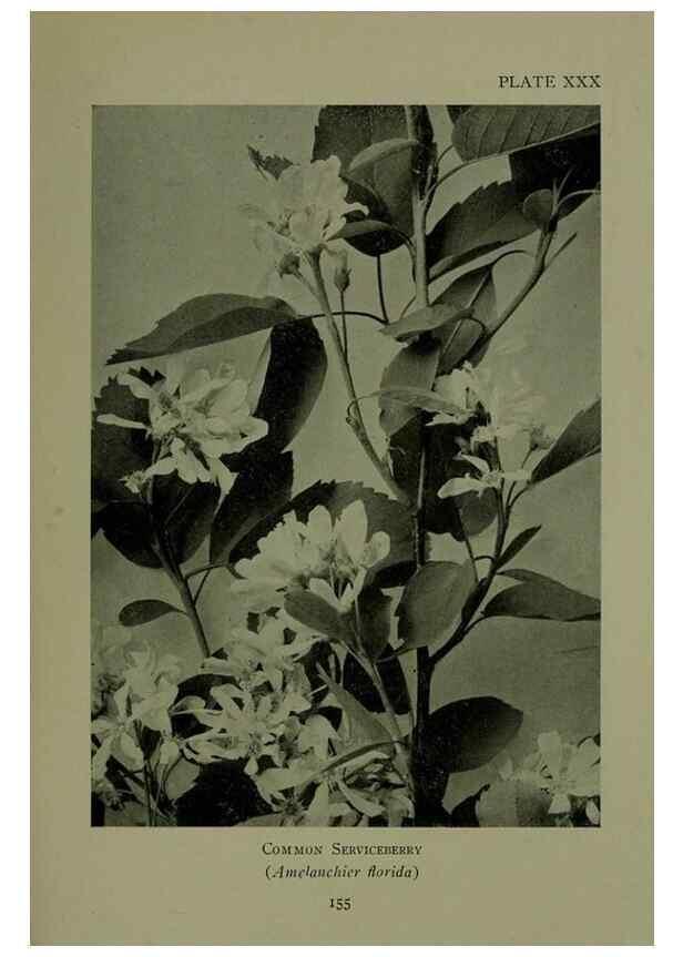 Reproducción/Reproduction 48593982732: Wild flowers of the North American mountains /. New York :R.M. McBride,1915.. 