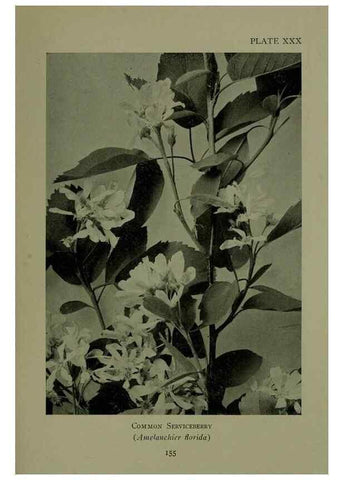 Reproducción/Reproduction 48593982732: Wild flowers of the North American mountains /. New York :R.M. McBride,1915.. 