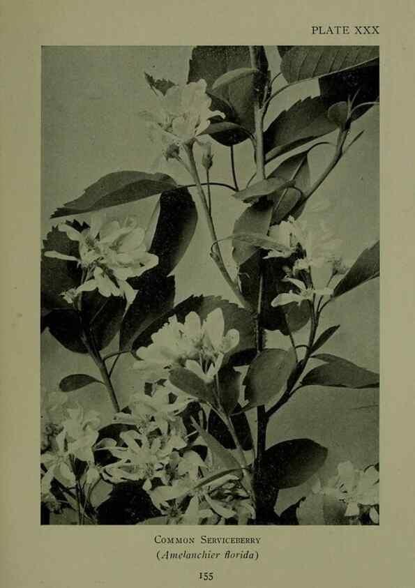 Reproducción/Reproduction 48593982732: Wild flowers of the North American mountains /. New York :R.M. McBride,1915.. 