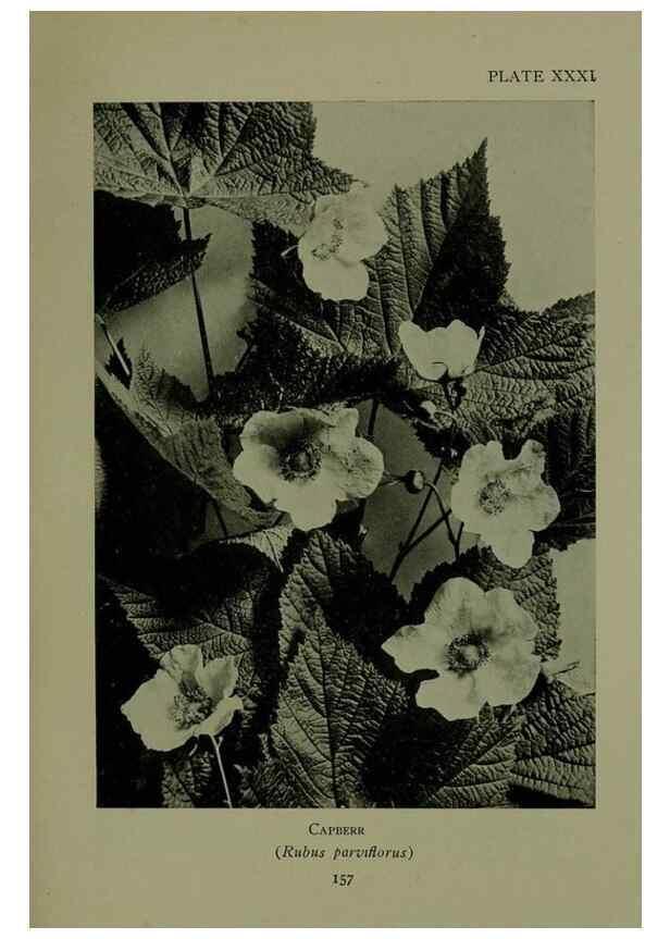 Reproducción/Reproduction 48593842231: Wild flowers of the North American mountains /. New York :R.M. McBride,1915.. 