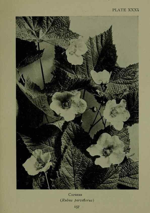 Reproducción/Reproduction 48593842231: Wild flowers of the North American mountains /. New York :R.M. McBride,1915.. 