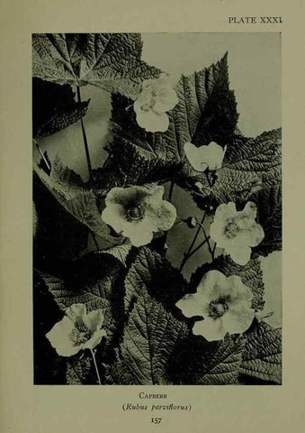 Reproducción/Reproduction 48593842231: Wild flowers of the North American mountains /. New York :R.M. McBride,1915.. 