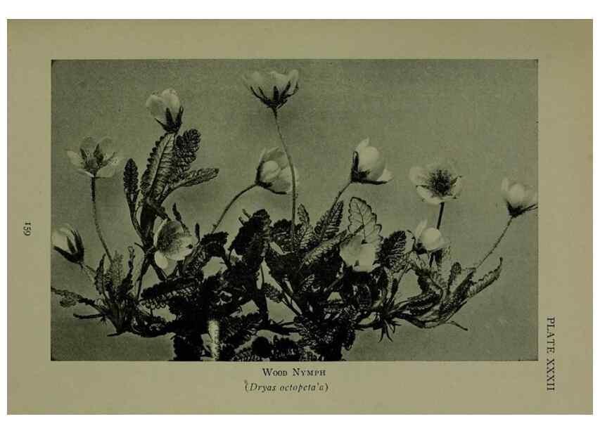 Reproducción/Reproduction 48593842731: Wild flowers of the North American mountains /. New York :R.M. McBride,1915.. 