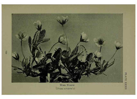 Reproducción/Reproduction 48593842731: Wild flowers of the North American mountains /. New York :R.M. McBride,1915.. 