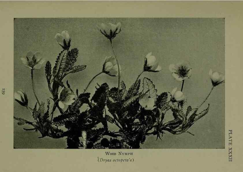 Reproducción/Reproduction 48593842731: Wild flowers of the North American mountains /. New York :R.M. McBride,1915.. 
