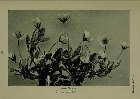 Reproducción/Reproduction 48593842731: Wild flowers of the North American mountains /. New York :R.M. McBride,1915.. 