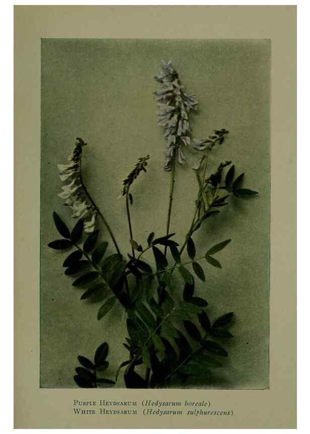 Reproducción/Reproduction 48593984117: Wild flowers of the North American mountains /. New York :R.M. McBride,1915.. 