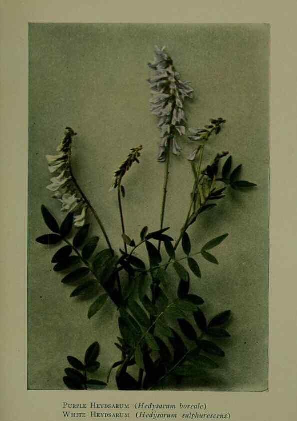 Reproducción/Reproduction 48593984117: Wild flowers of the North American mountains /. New York :R.M. McBride,1915.. 